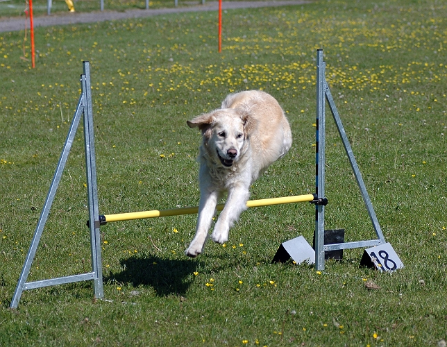 2006-06-10 (26).JPG - Uppvisning av Köpings Hundungdom